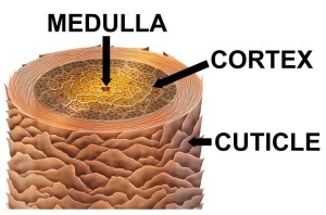 hair_structure